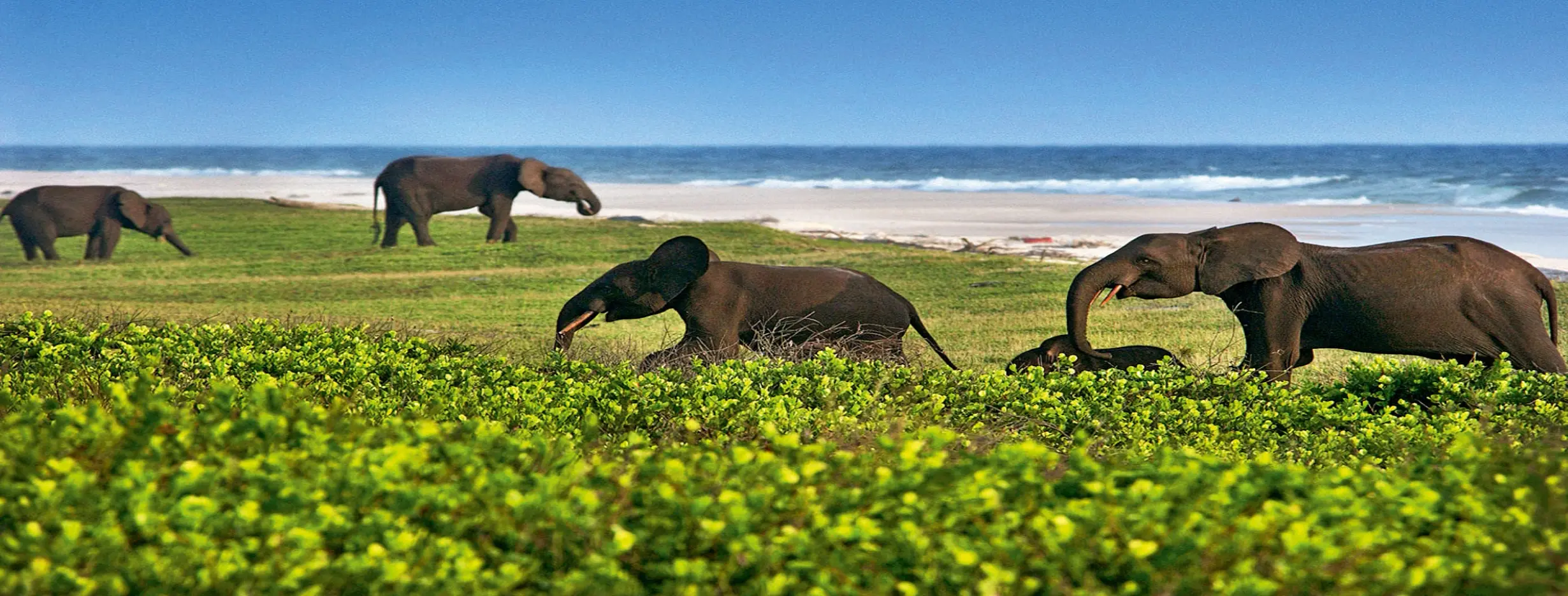 Image for Loango National Park
